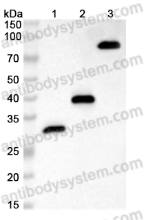 Anti-HA Tag (YPYDVPDYA) Antibody (12CA5)